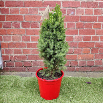 Christmas Tree - 25cm Pot Folia House