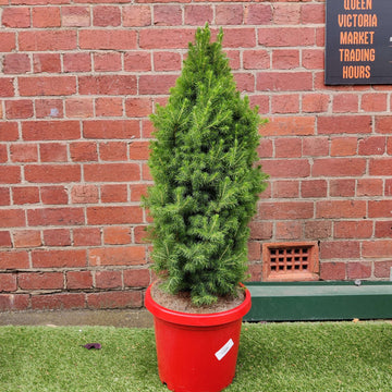 Christmas Tree - 30cm Pot Folia House