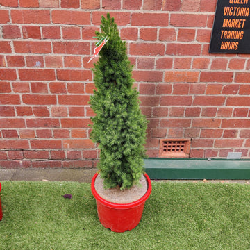 Christmas Tree - 35cm Pot Folia House