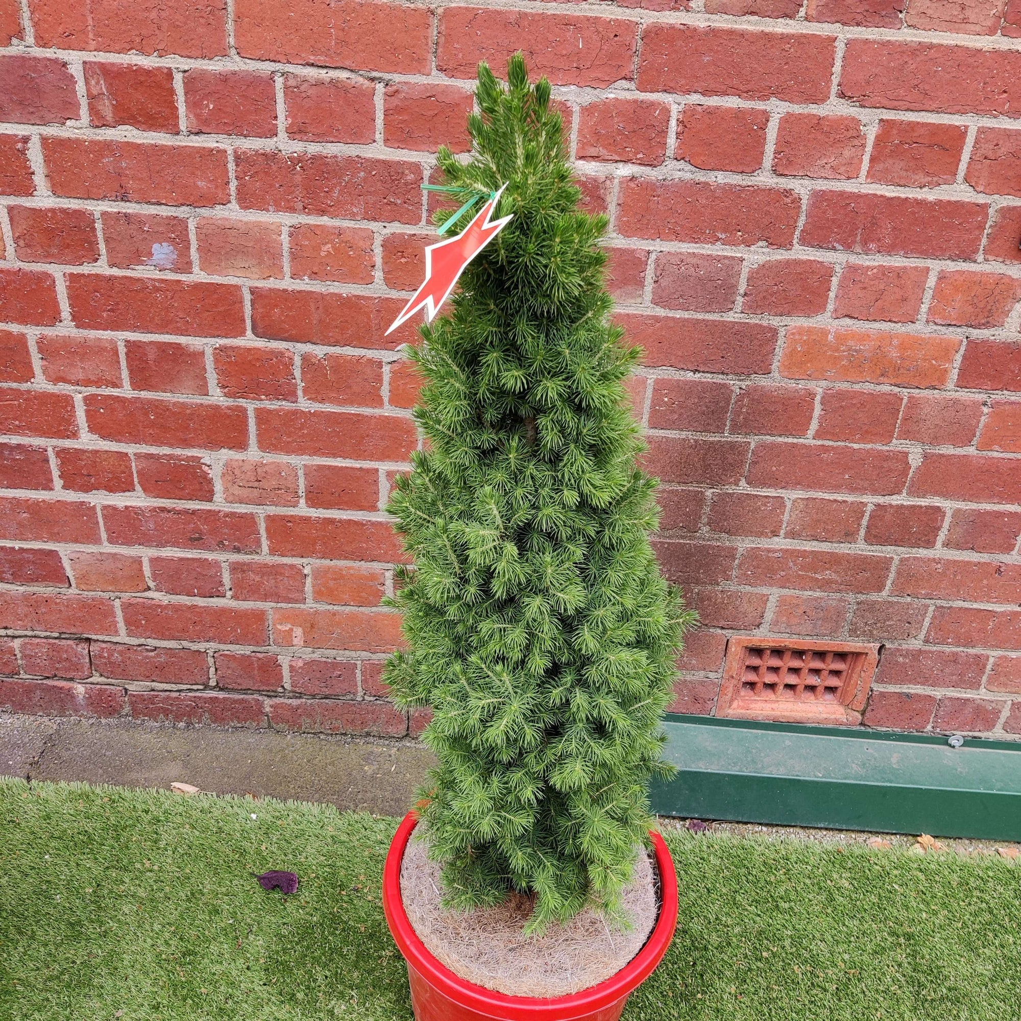 Christmas Tree - 35cm Pot Folia House