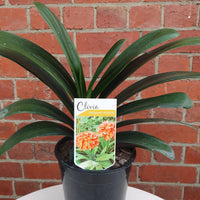 Clivia Belgium Hybrid - 17cm Pot Folia House