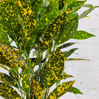 Codiaeum Gold Dust Croton- 25cm Pot Folia House