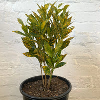 Codiaeum Gold Dust Croton- 25cm Pot Folia House