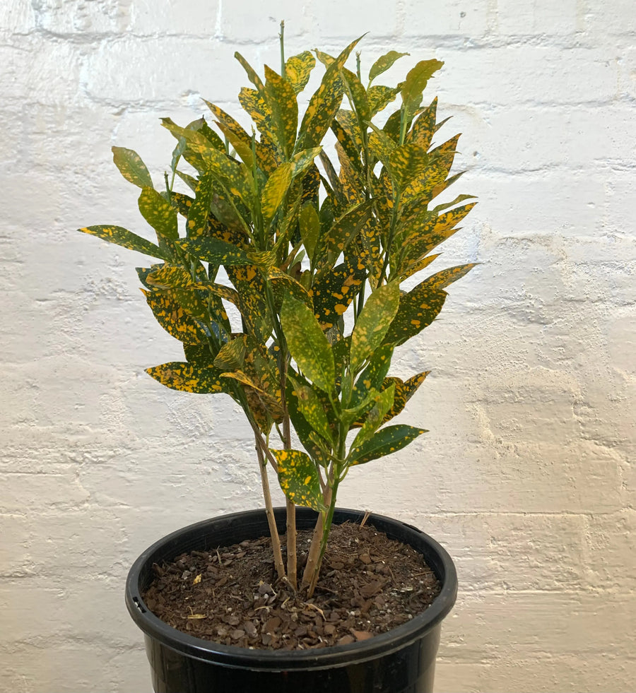 Codiaeum Gold Dust Croton- 25cm Pot Folia House