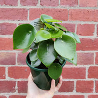 Coin-leaf Peperomia (Peperomia polybotrya) - 13cm Pot Folia House