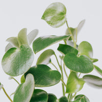 Coin-leaf Peperomia (Peperomia polybotrya) Folia House