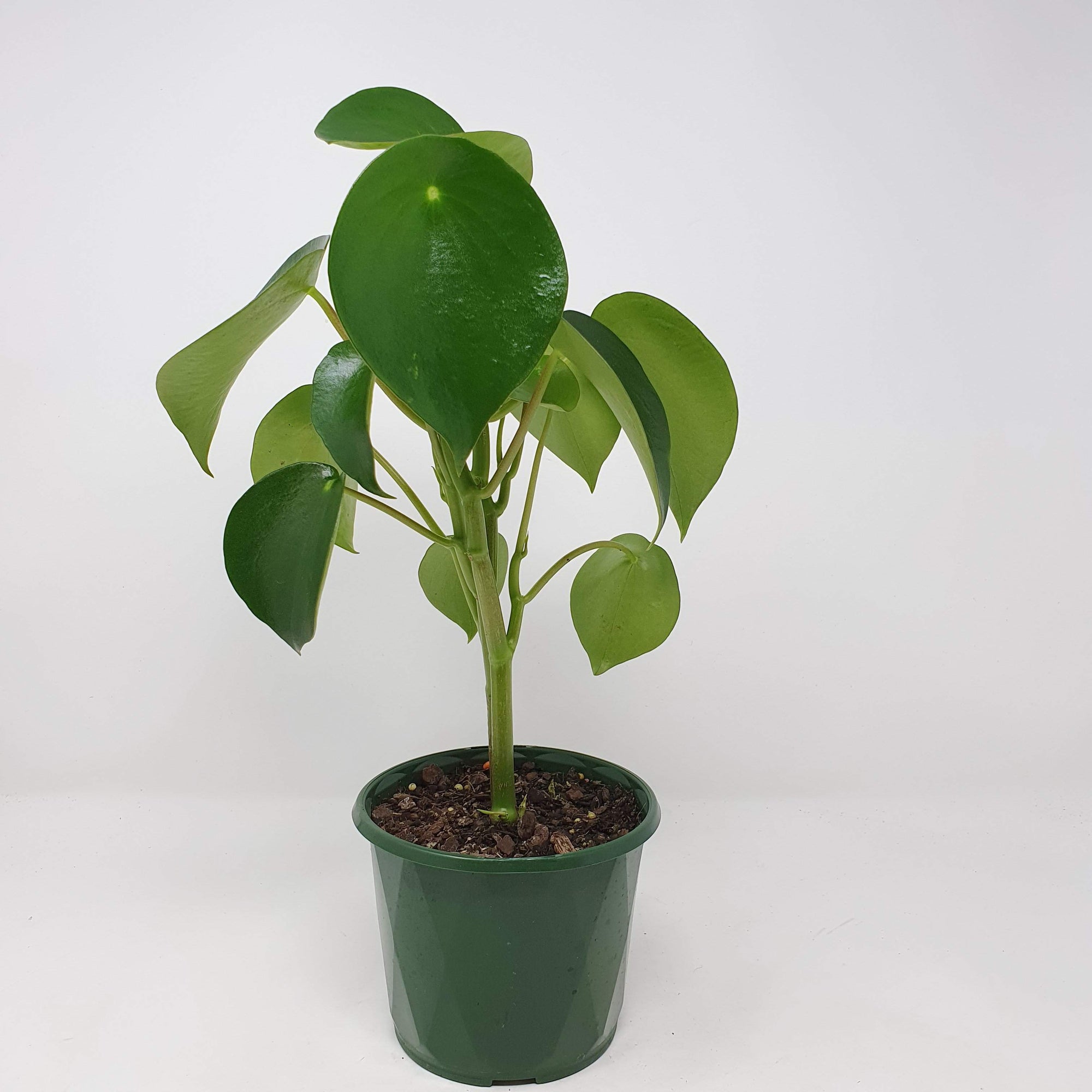 Coin-leaf Peperomia (Peperomia polybotrya) Folia House