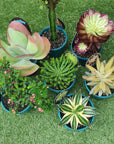 Collectors Succulent - 13cm Folia House