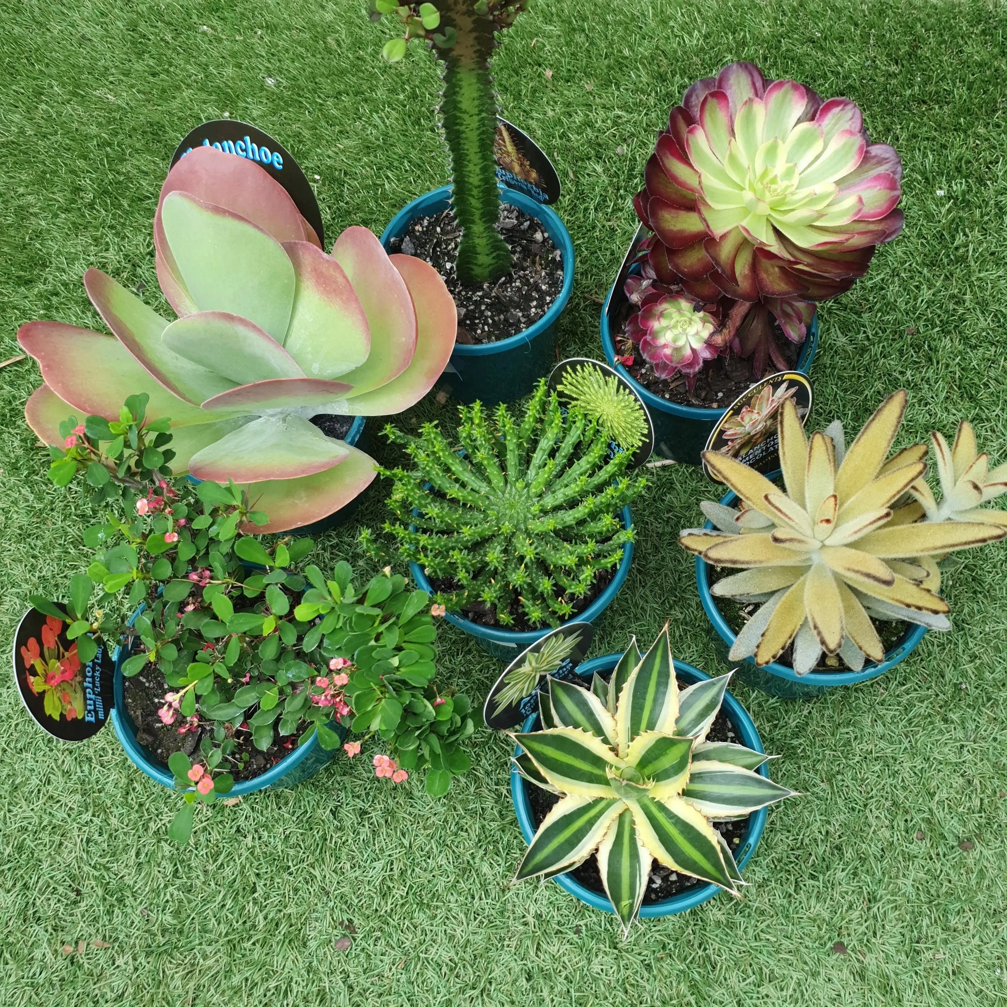 Collectors Succulent - 13cm Folia House