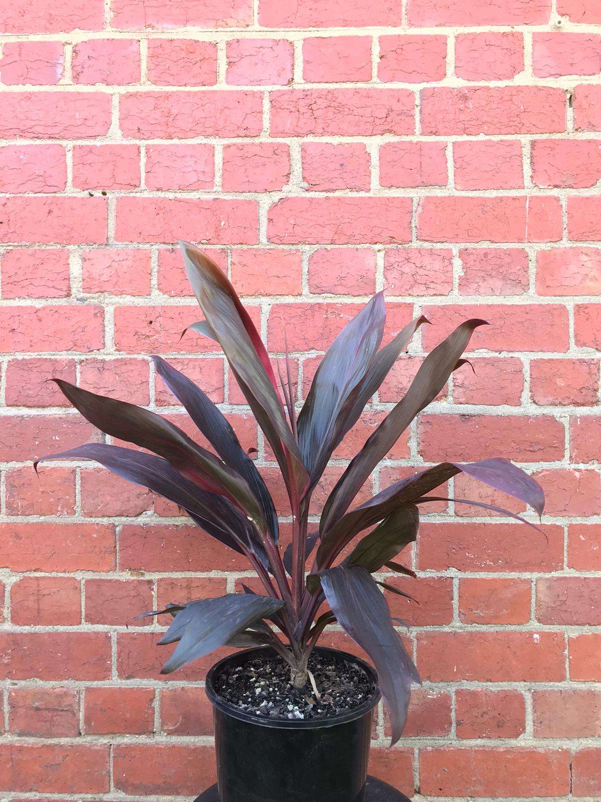 Cordyline Fruticosa Rubra - 20cm Pot Folia House