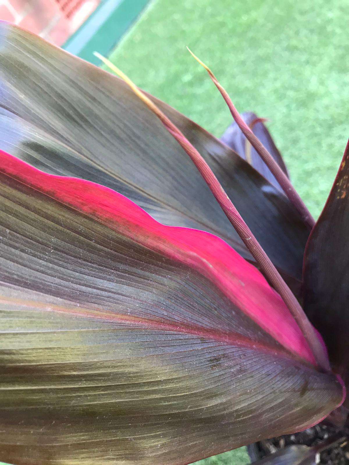 Cordyline Fruticosa Rubra - 20cm Pot Folia House