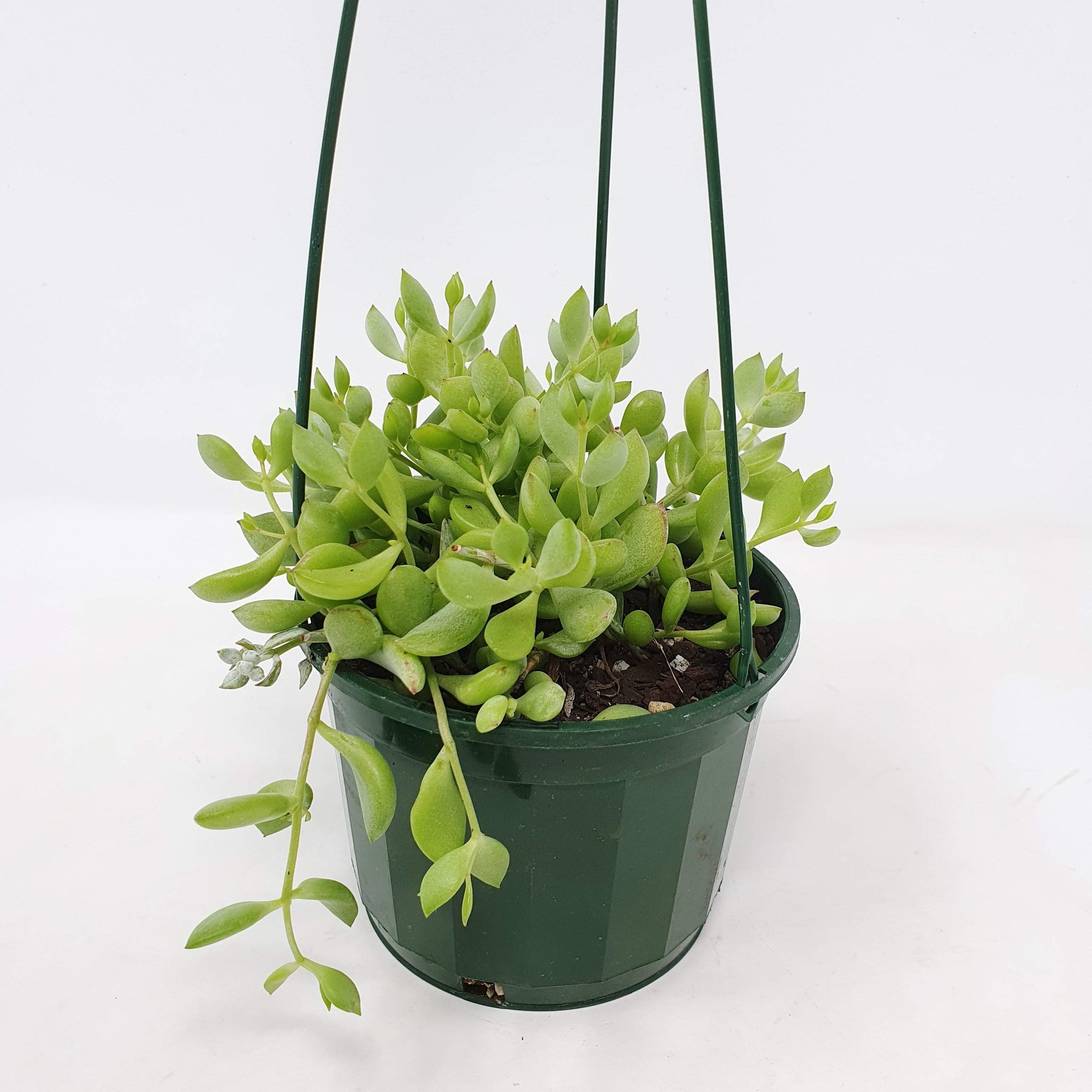 Cotyledon pendens 12cm Hanging basket Folia House