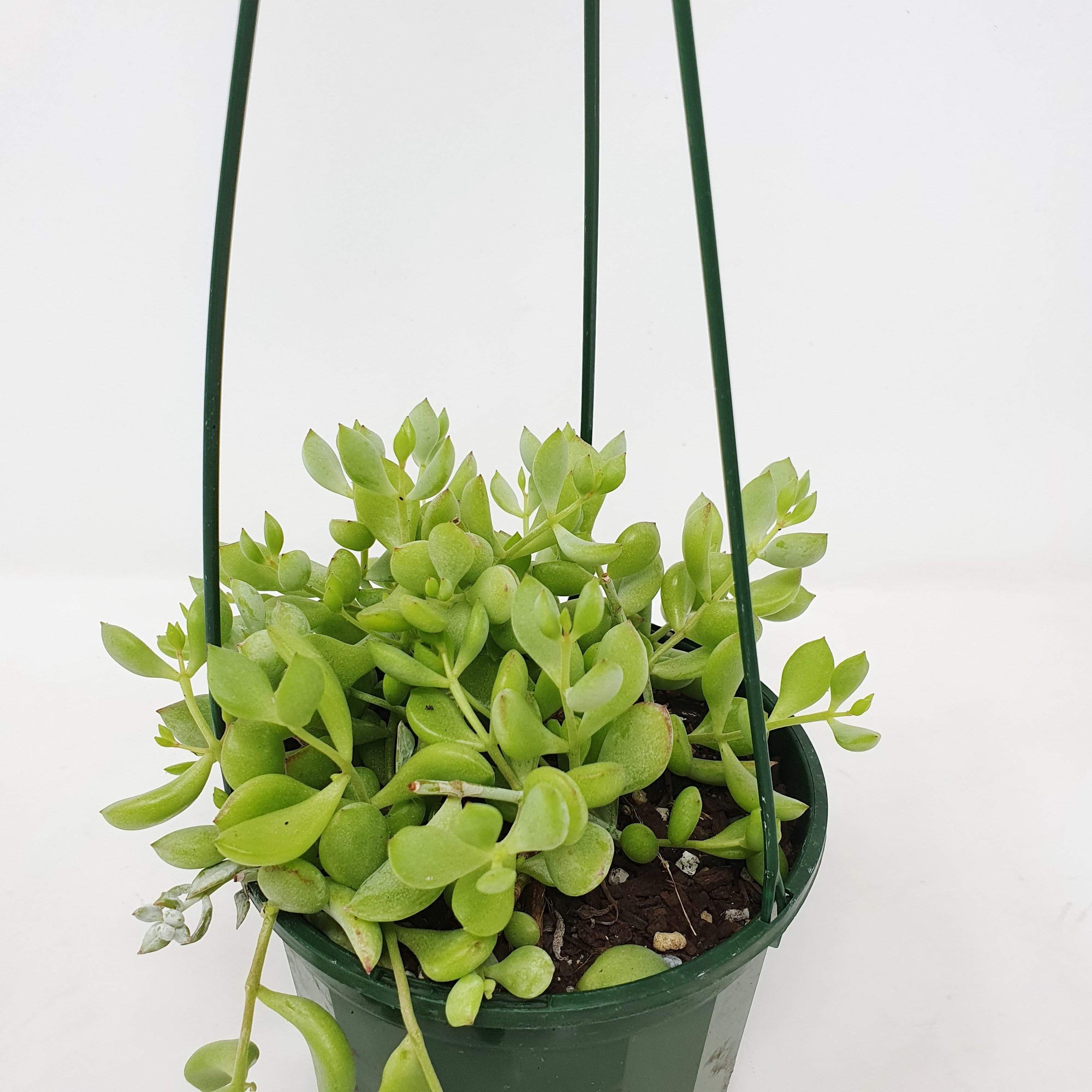 Cotyledon pendens 12cm Hanging basket Folia House