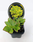 Crassula Undulata Folia House