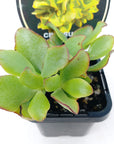 Crassula Undulata Folia House