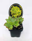 Crassula Undulata Folia House