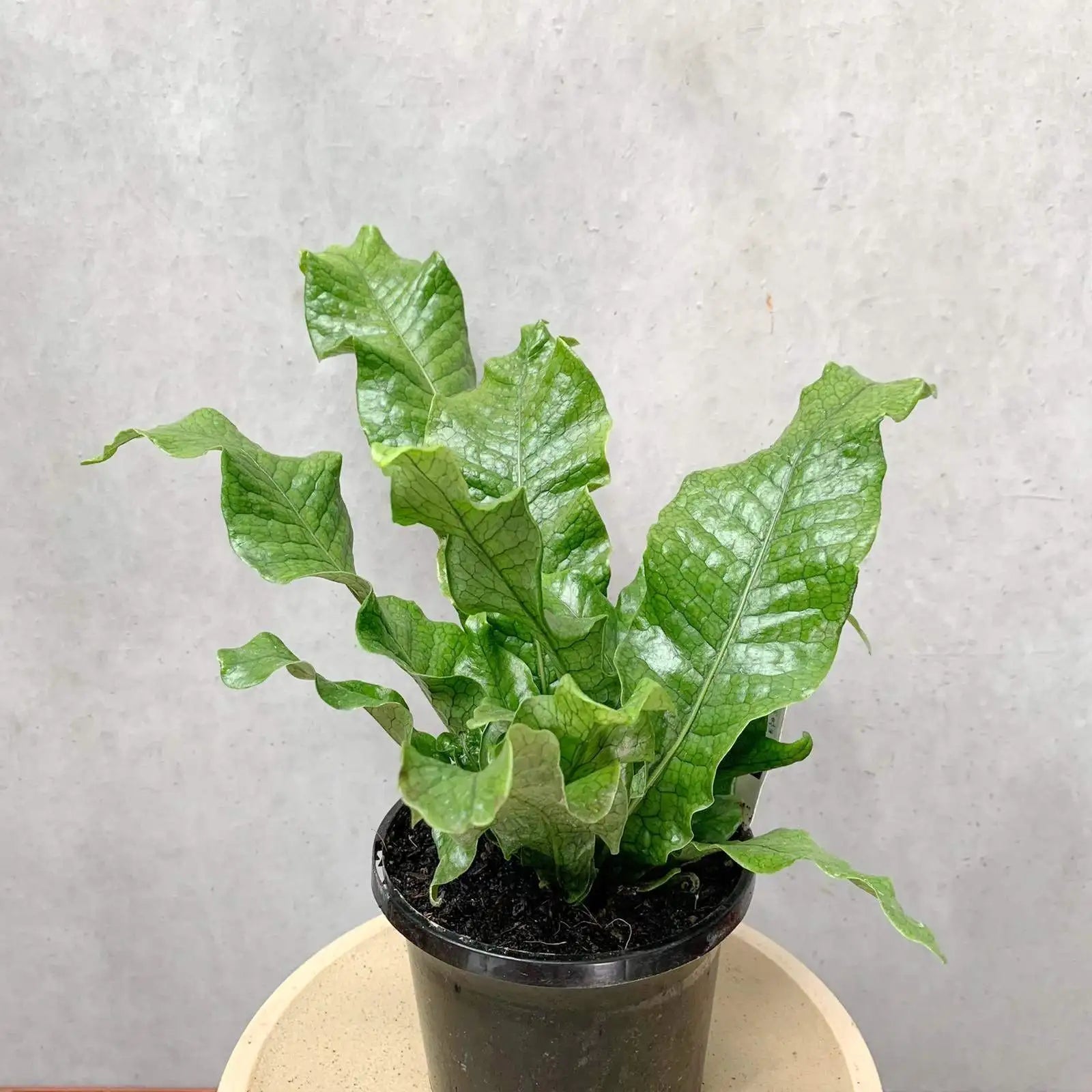 Crocodile fern (Microsorum crocodyllus) - 20cm Pot Folia House