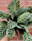 Ctenanthe Burle Marxii - 14m Pot Folia House