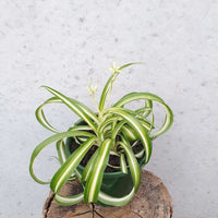 Curly Spider plant (Chlorophytum comosum) - 13cm hanging basket Folia House