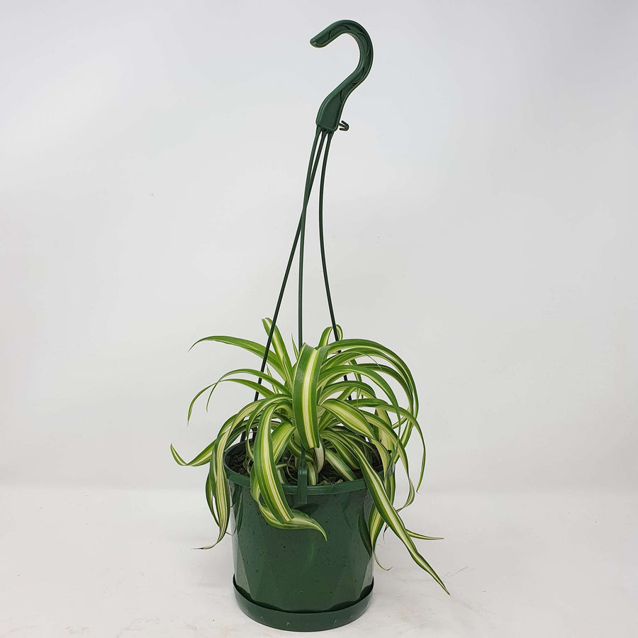 Curly Spider plant (Chlorophytum comosum) - 13cmHB Folia House