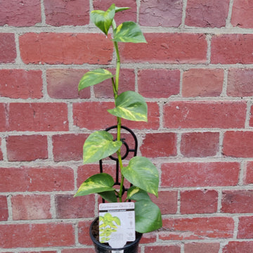 Devil's Ivy (Epipremnum aureum) - 13cm pot Folia House