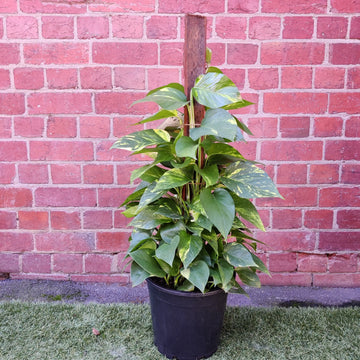 Devil's Ivy (Epipremnum aureum) - 25cm Pot Totem Folia House