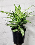 Dieffenbachia 'Star Bright' - 20cm pot Folia House