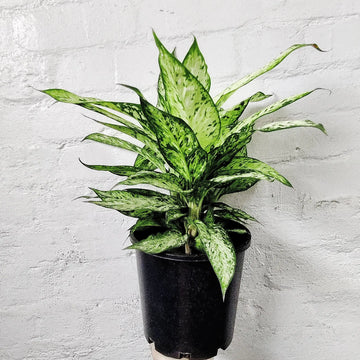 Dieffenbachia 'Star Bright' - 20cm pot Folia House