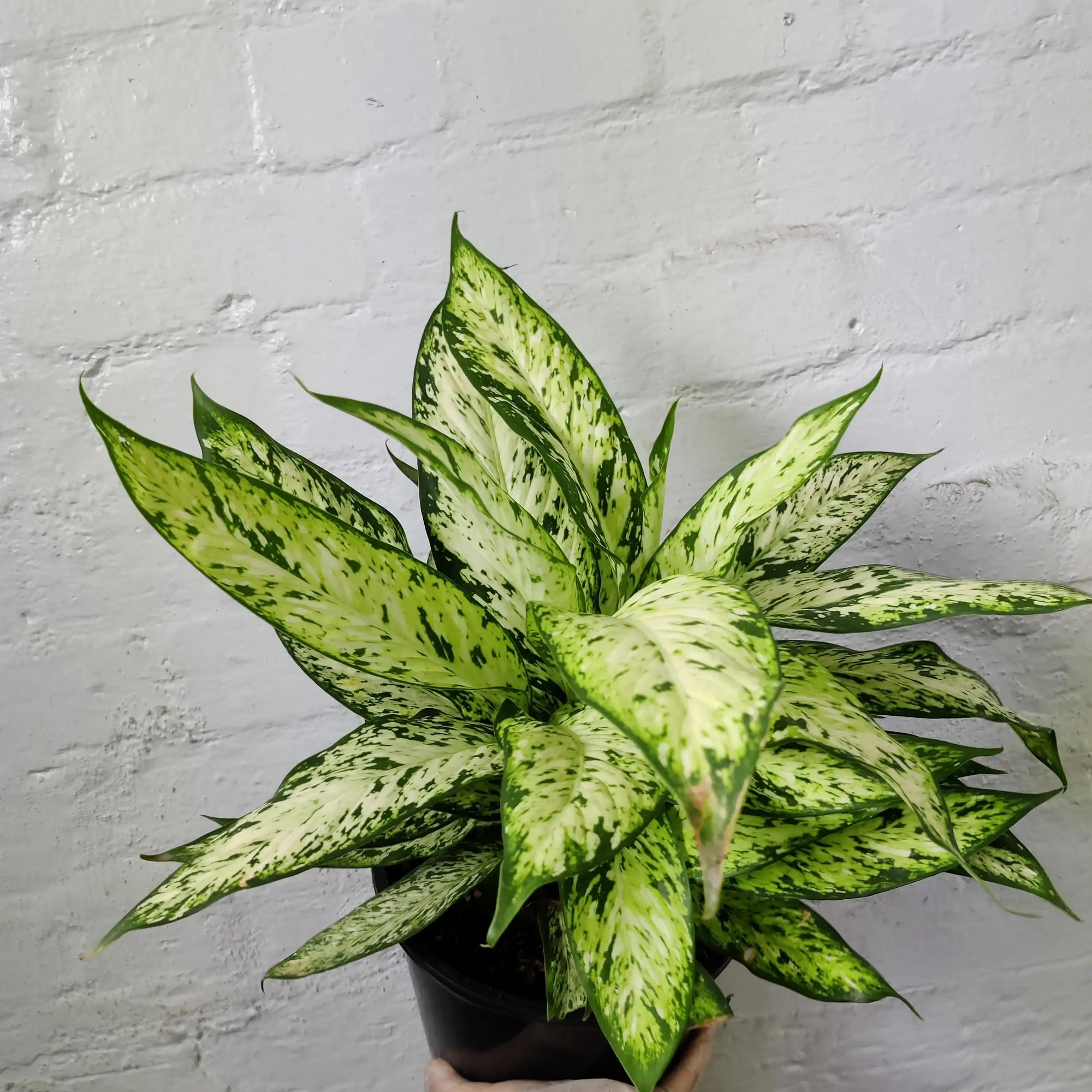 Dieffenbachia 'Star Bright' - 20cm pot Folia House