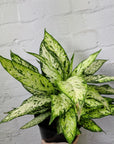 Dieffenbachia 'Star Bright' - 20cm pot Folia House