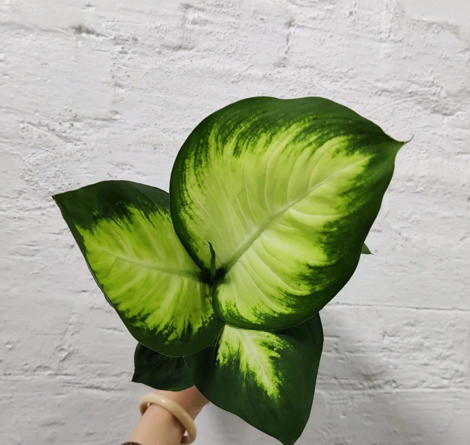 Dieffenbachia Tropic Mariana - 13cm Pot Folia House