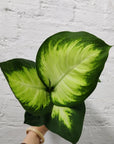 Dieffenbachia Tropic Mariana - 13cm Pot Folia House