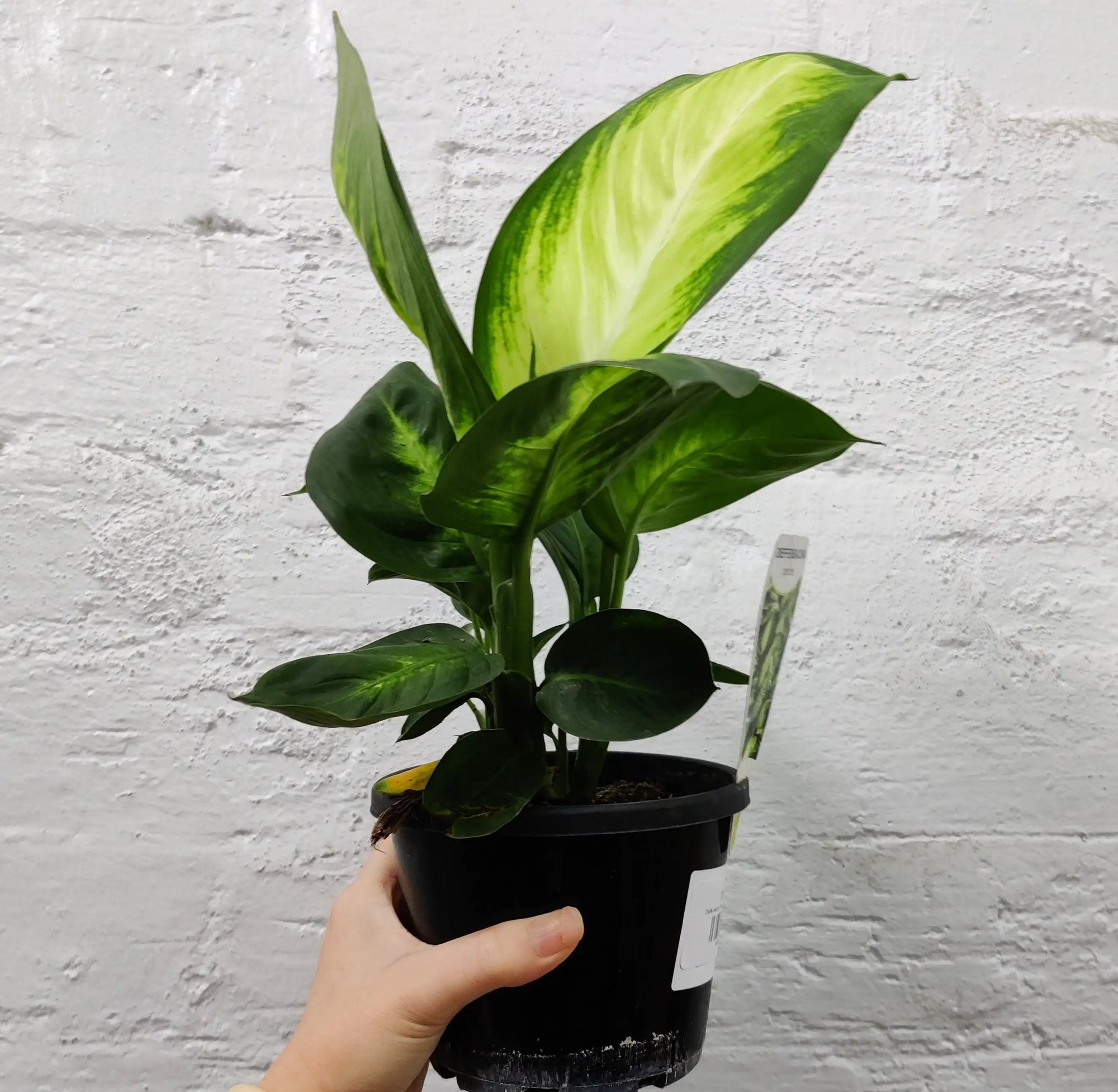 Dieffenbachia Tropic Mariana - 13cm Pot Folia House