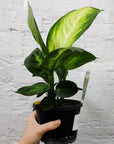 Dieffenbachia Tropic Mariana - 13cm Pot Folia House