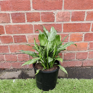 Domino Peace lily (Spathiphyllum) - 20cm Pot Folia House