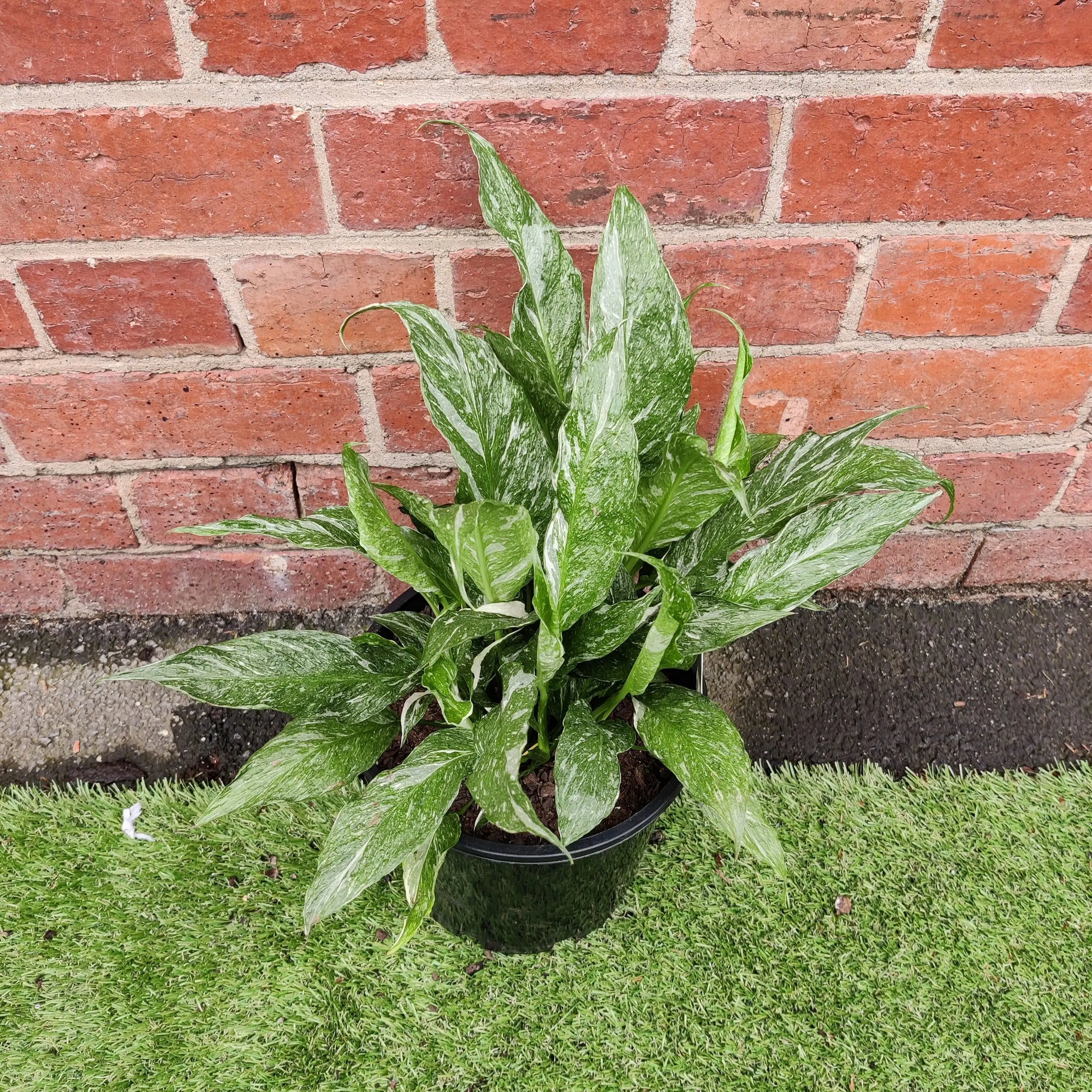 Domino Peace lily (Spathiphyllum) - 20cm Pot Folia House