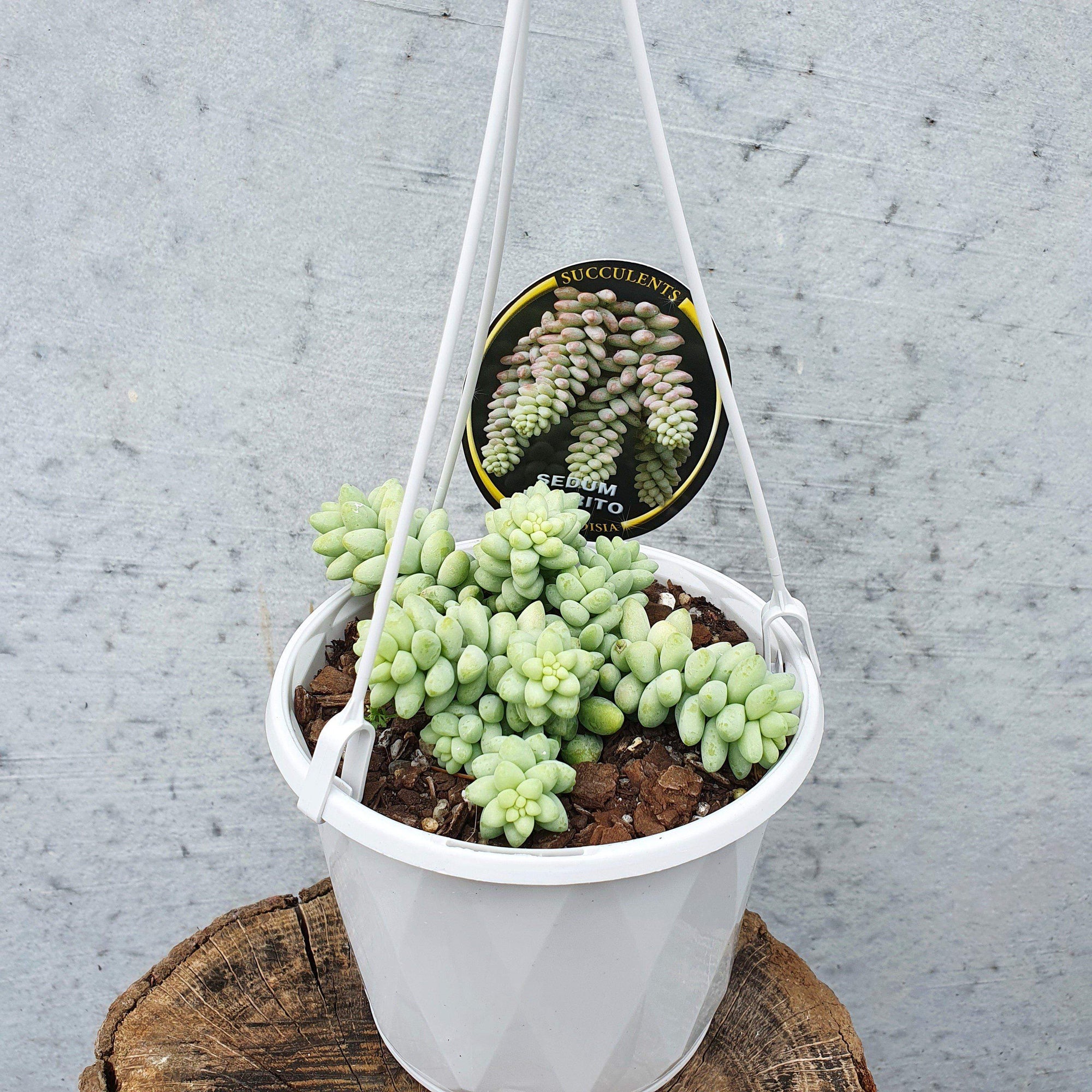 Donkey's Tail (Sedum Burrito) Folia House