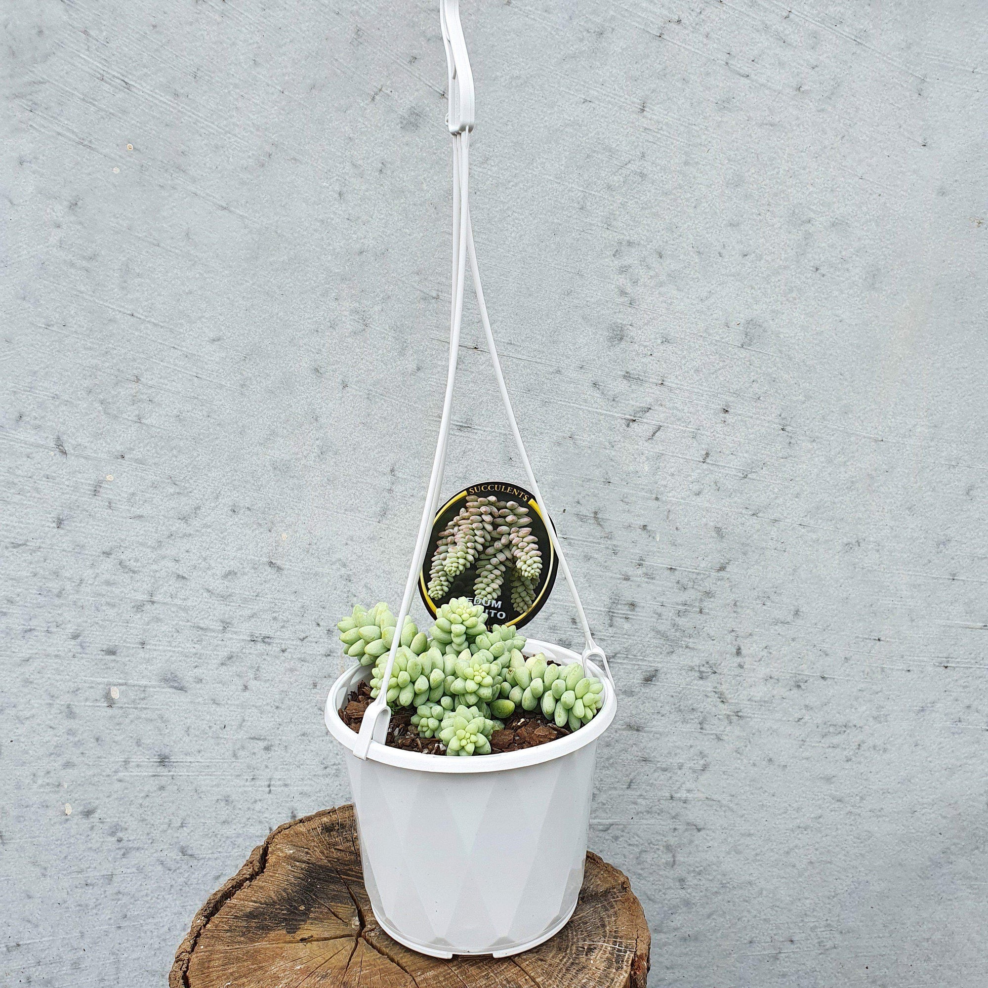 Donkey's Tail (Sedum Burrito) Folia House