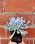 Echeveria Pinky Trumpet 'Blue Form' - 7cm pot Folia House