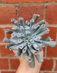 Echeveria Pinky Trumpet 'Blue Form' - 7cm pot Folia House