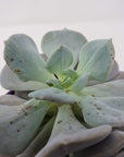 Echeveria cubic Frost Folia House