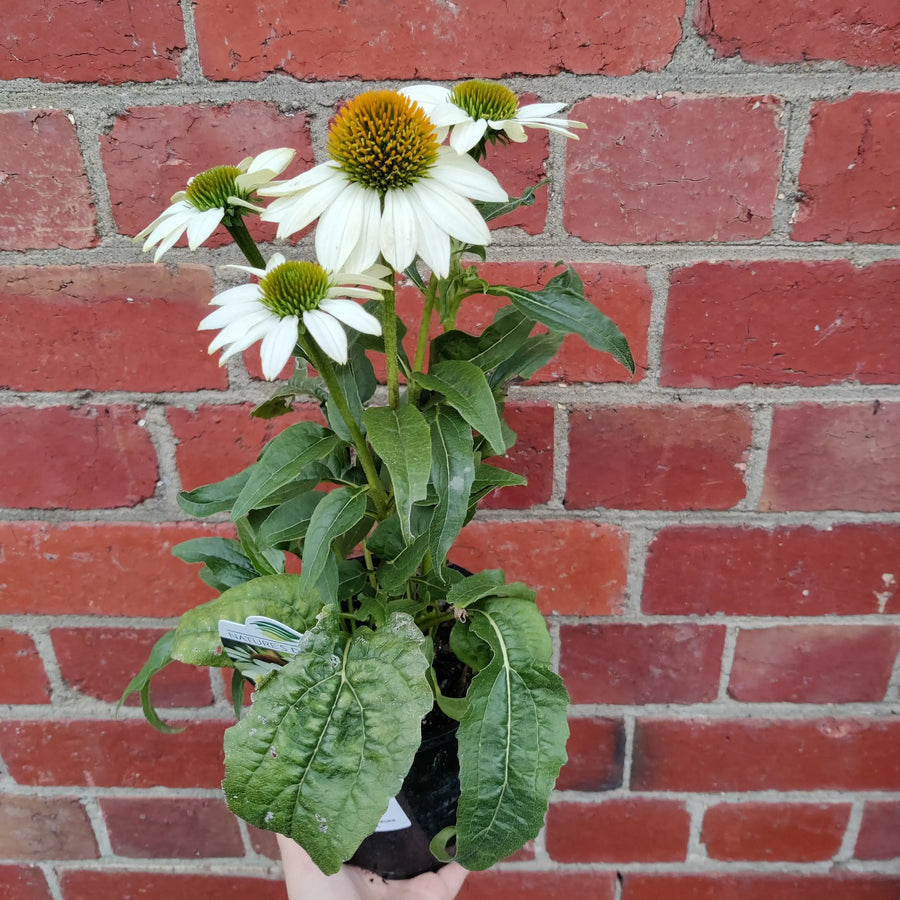 Echinacea Pow wow white - 14cm pot Folia House