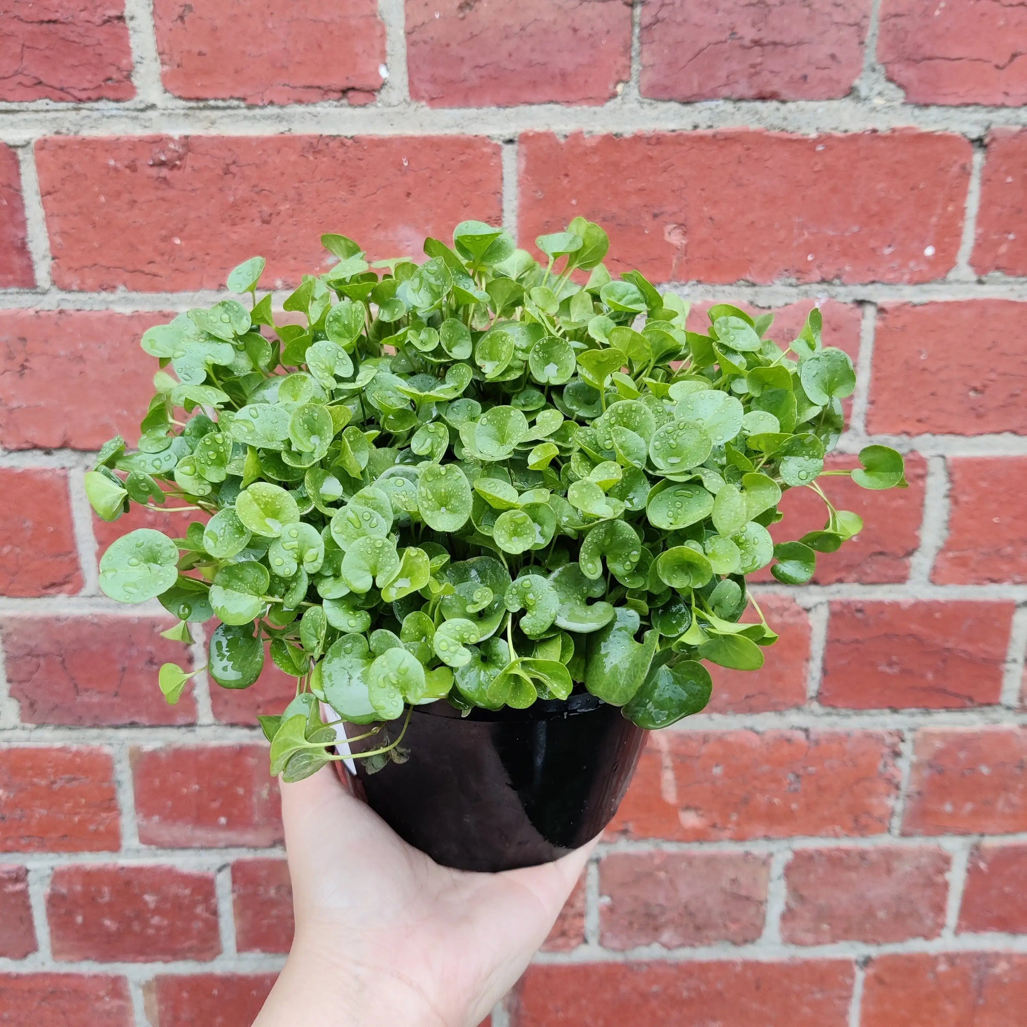 Emerald Falls  - 13cm pot  (Dichondra repens poly green) Folia House