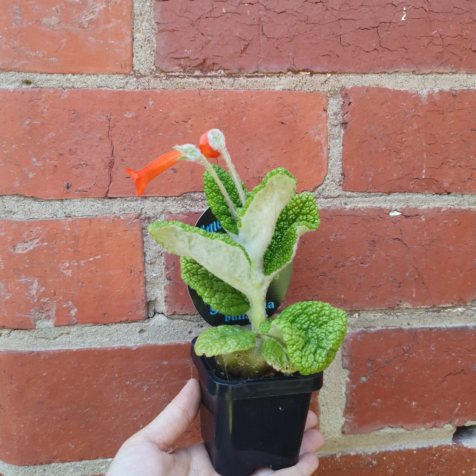 Emerald Forest (Sinningia bullata) - 7cm Pot Folia House