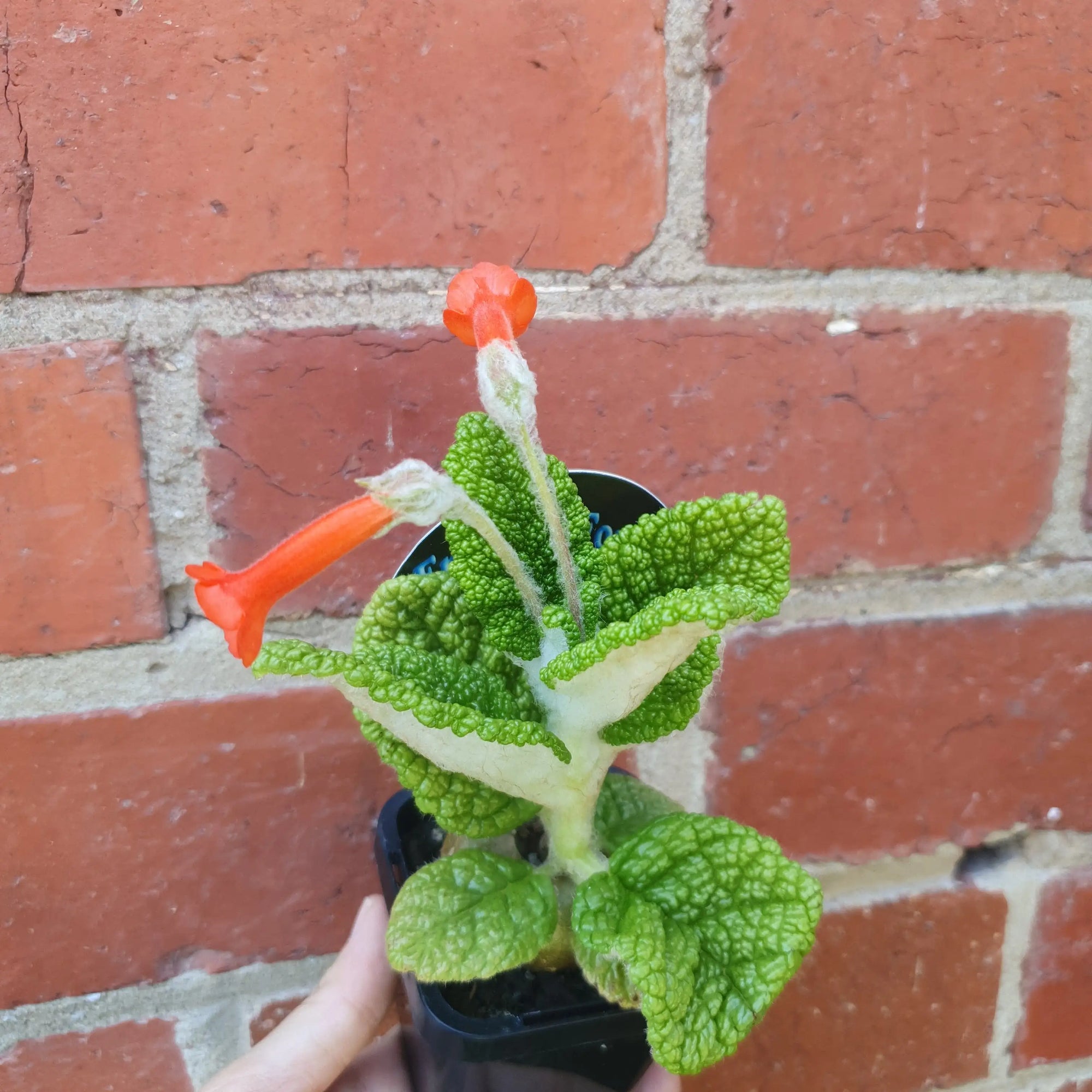 Emerald Forest (Sinningia bullata) - 7cm Pot Folia House