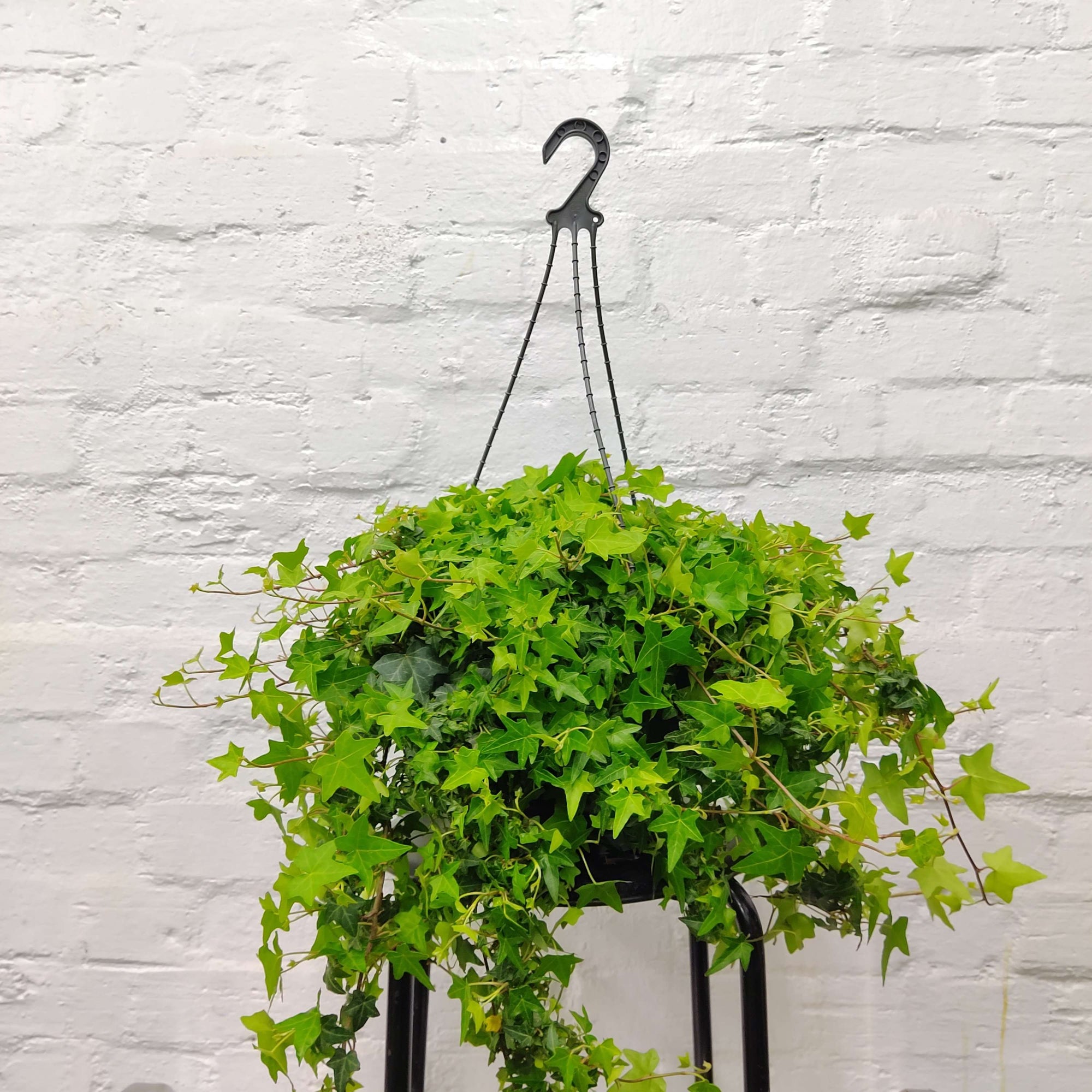 English Ivy Hedera Green- 27cmHB Folia House