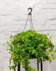 English Ivy Hedera Green- 27cmHB Folia House