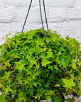 English Ivy Hedera Green- 27cmHB Folia House