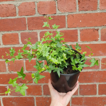 English Ivy (Hedera helix)- 14cm pot Folia House