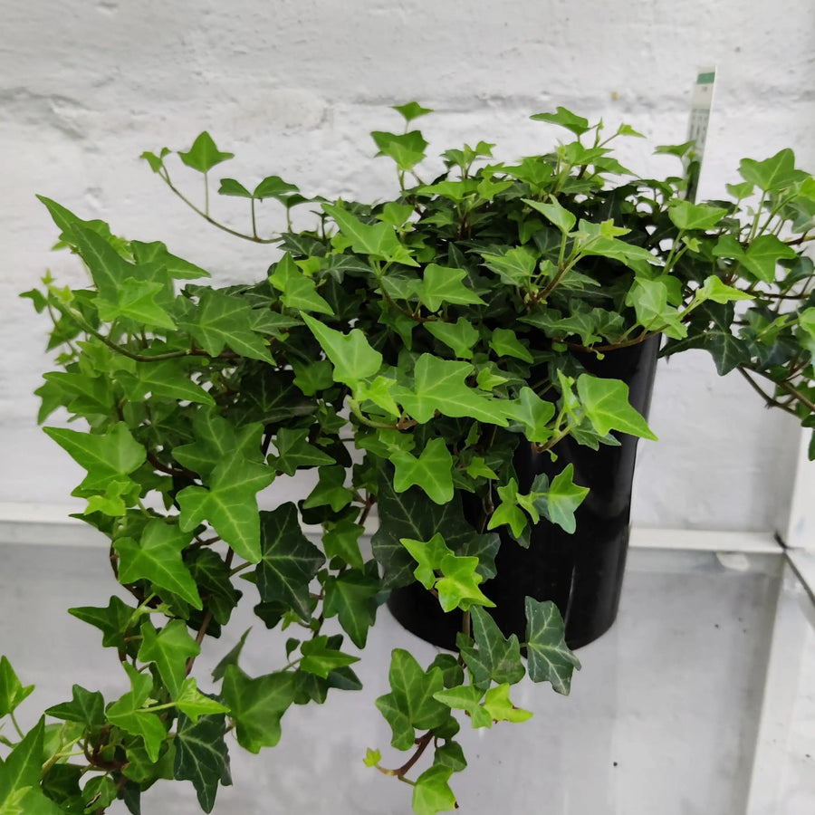 English Ivy (Pittsburg Ivy) - 14cm Pot Folia House